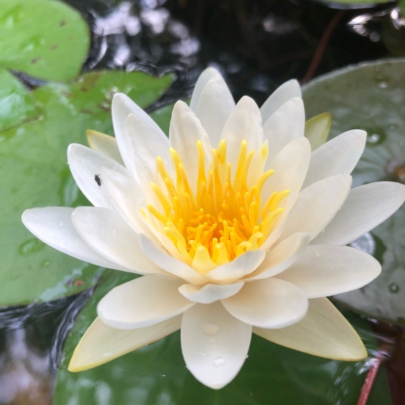 Meet your Posher, Cassidy - Picture 1 of 1